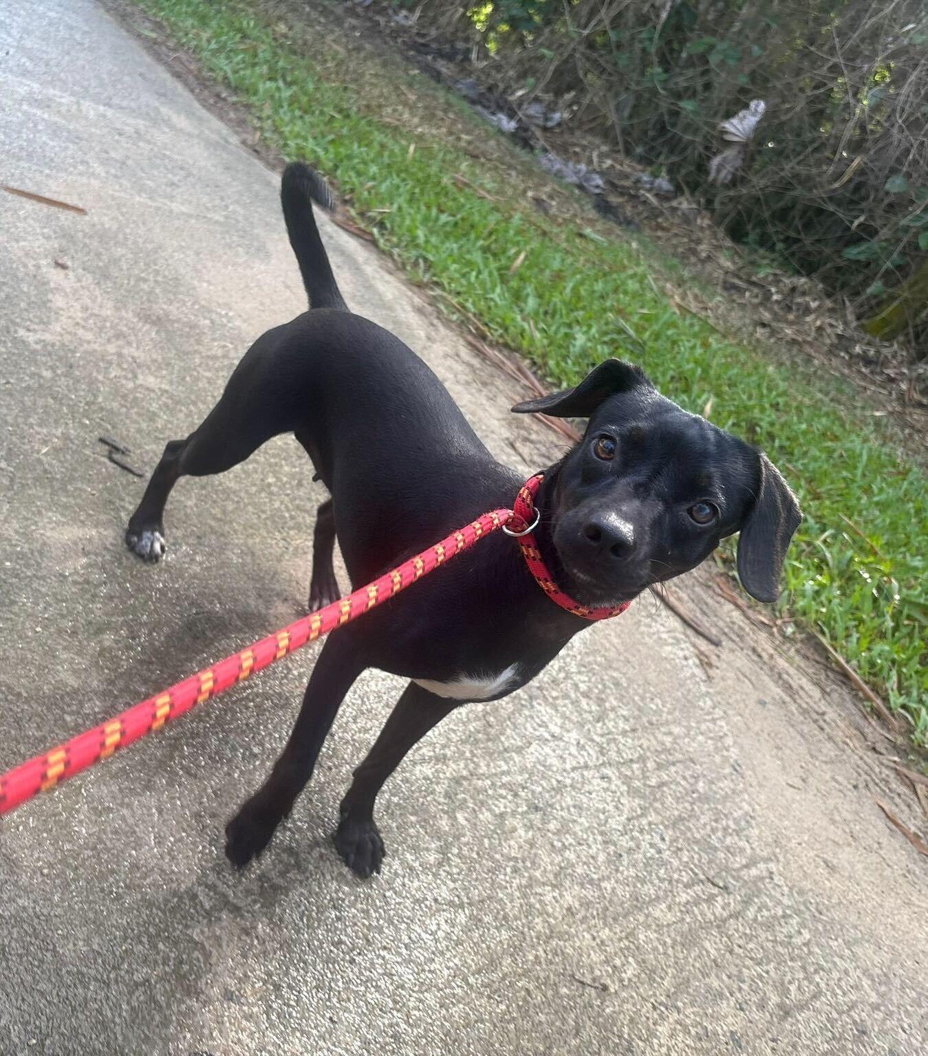 Dory, a Adoptable mixed breed in Warwick, RI image 4/4