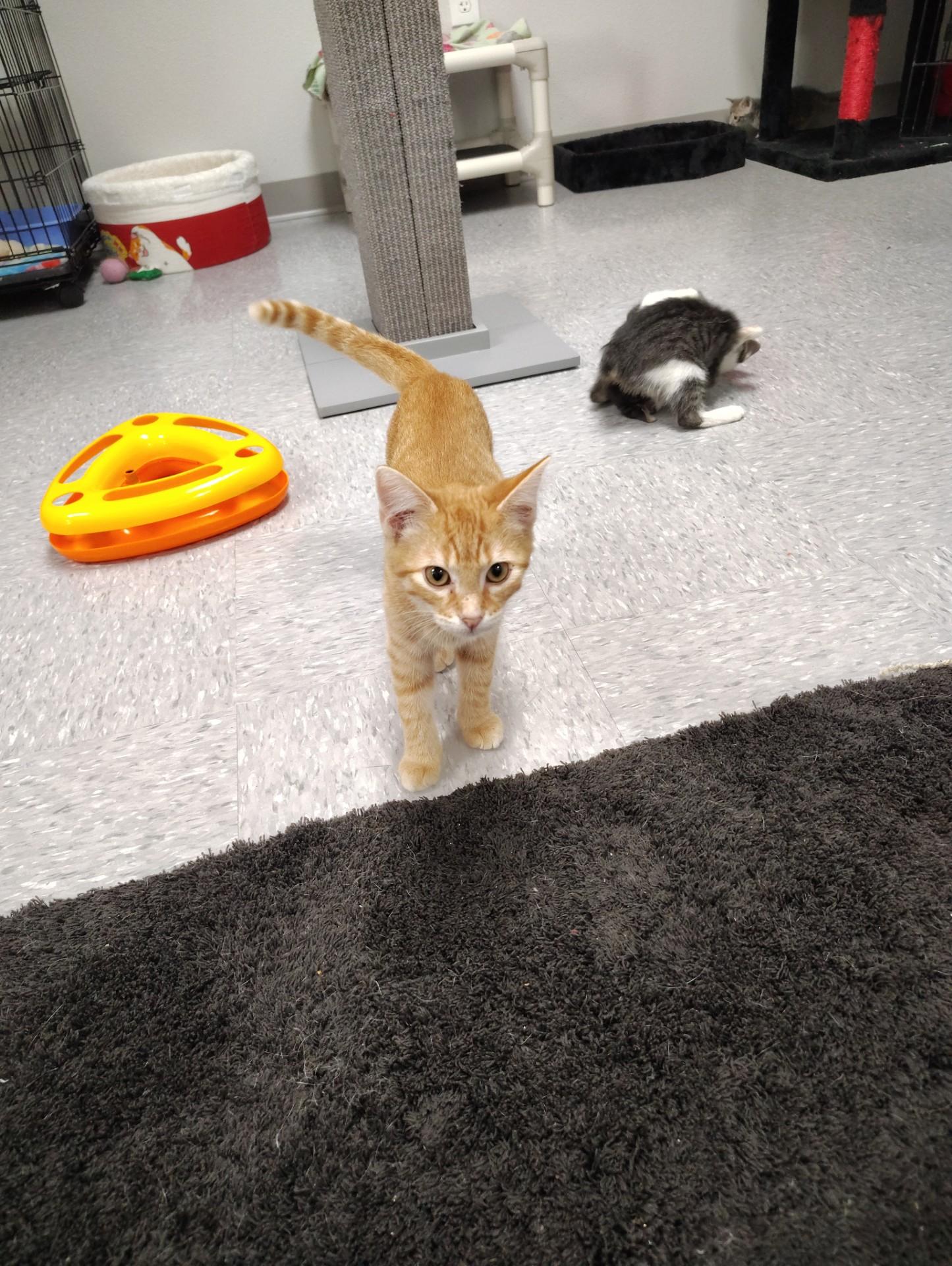 Enlarge Toulouse, a Adoptable Domestic Short Hair in Huntsville , TX image 1/1