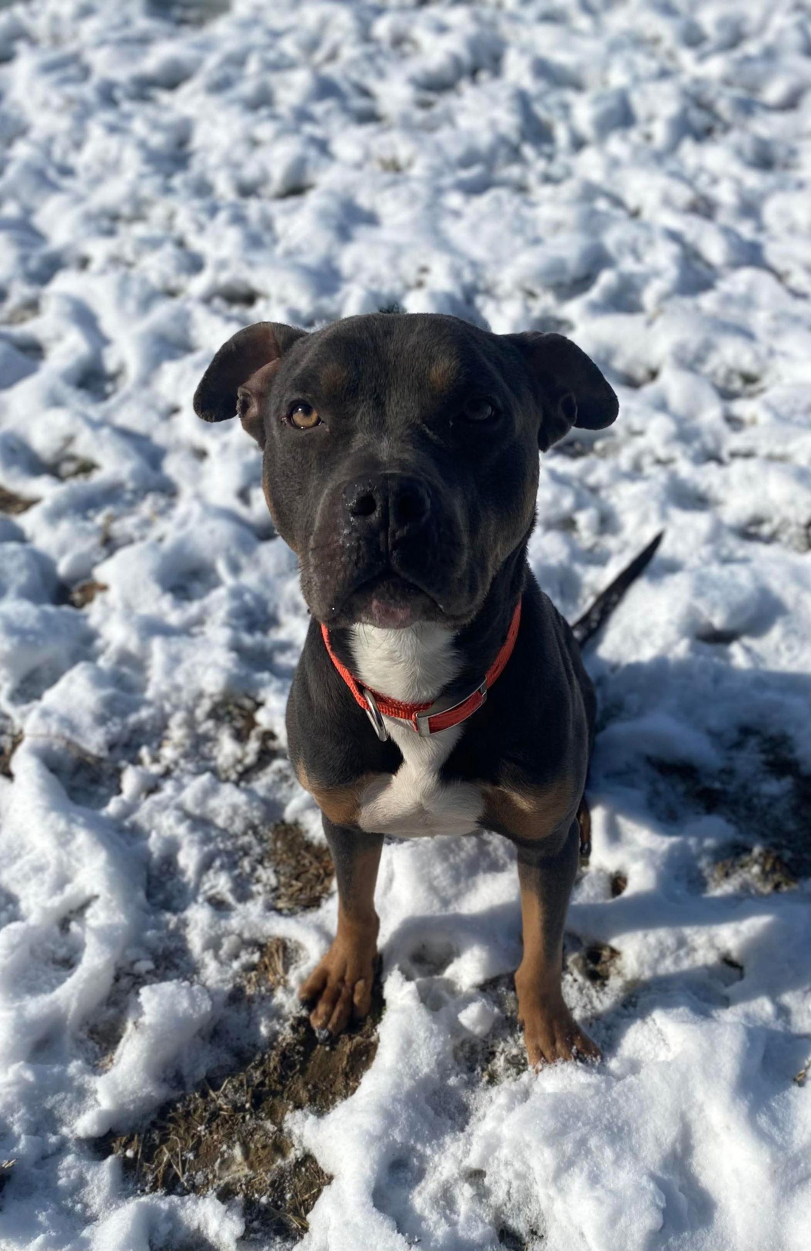 Spaetzle thumbnail 2