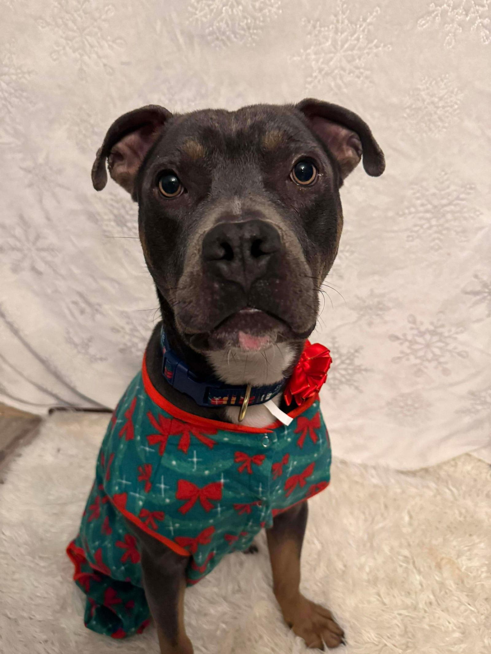 Spaetzle thumbnail 3