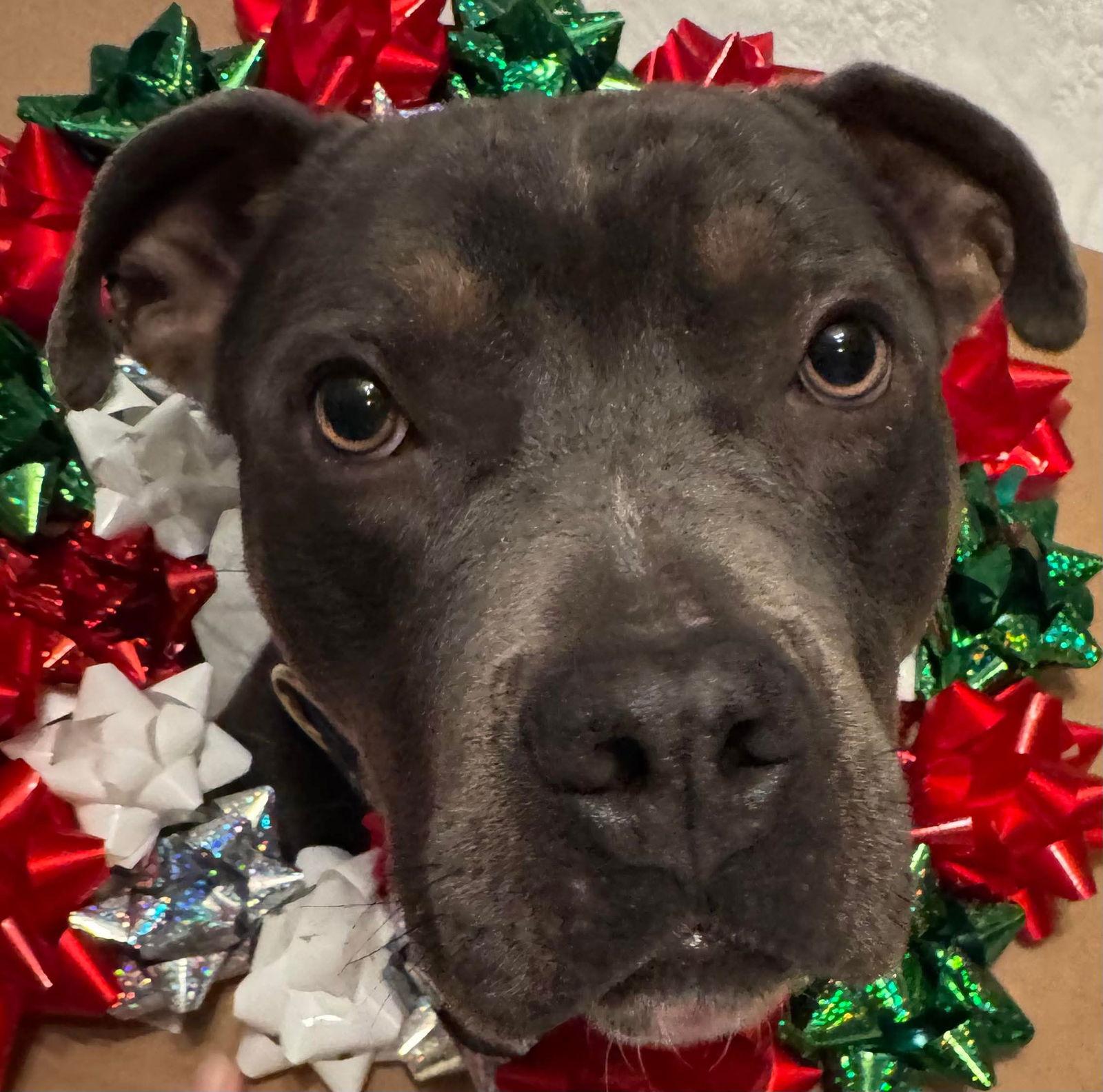 Spaetzle thumbnail 4