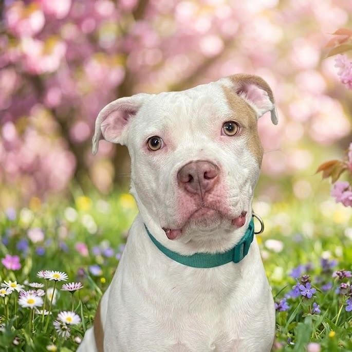 Peaches, Adoptable, Adult Female American Bulldog.