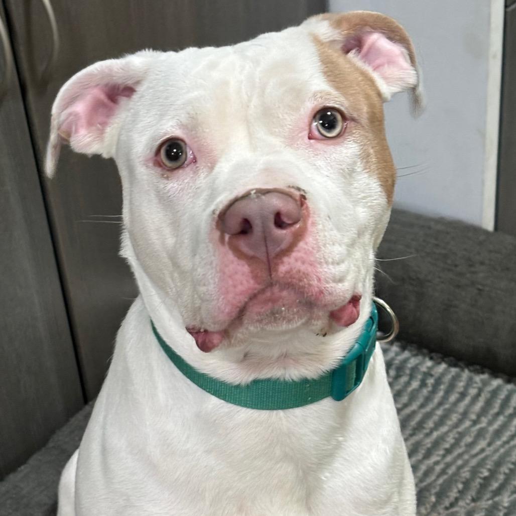 Enlarge Peaches, a Adoptable American Bulldog in Hinesville, GA image 1/1