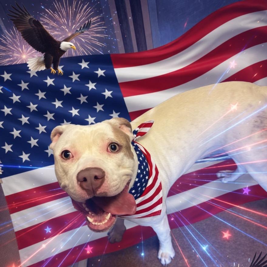 Peaches, a Adoptable American Bulldog in Hinesville, GA image 2/2