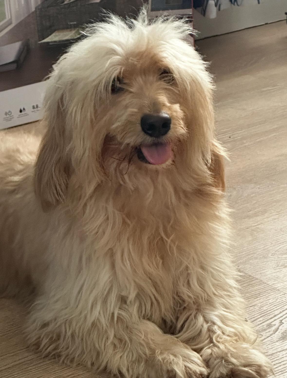 Enlarge Sunny bunny, a Adopted mixed breed in Boca Raton, FL image 1/1