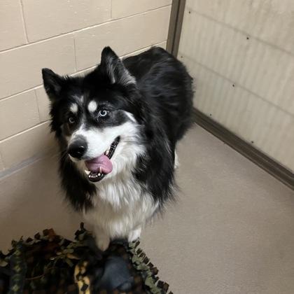 Enlarge Luna, a Adoptable mixed breed in Madison, WI image 2/2