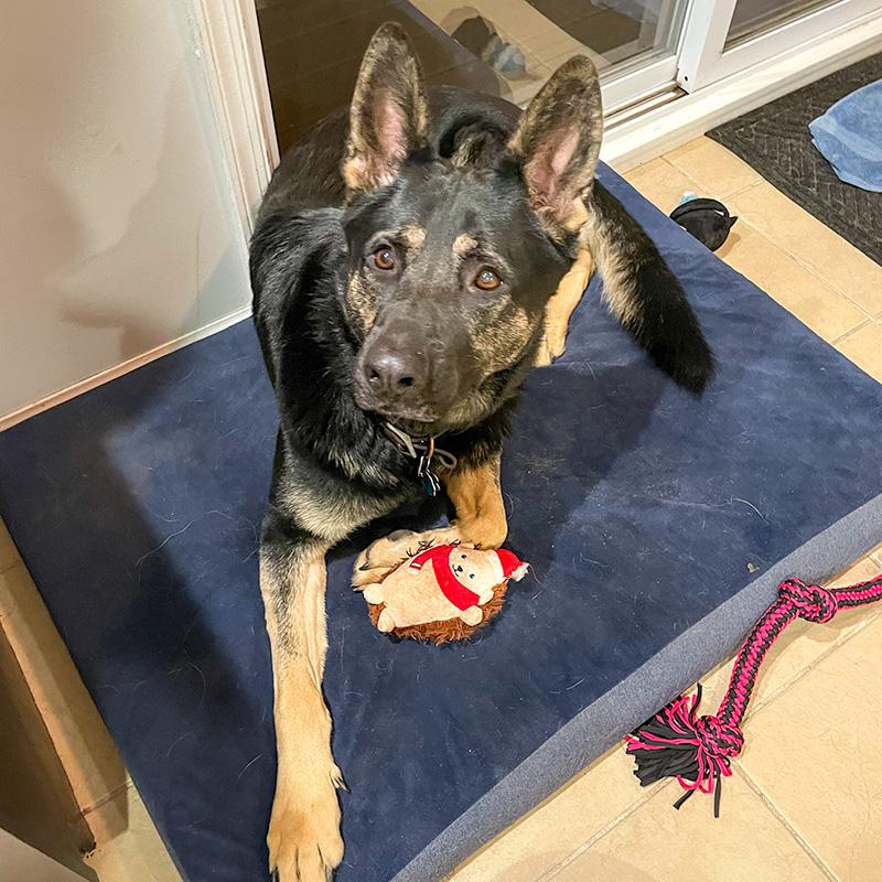 Vader, a ADOPTABLE German Shepherd Dog in Millburn, NJ image 4/4