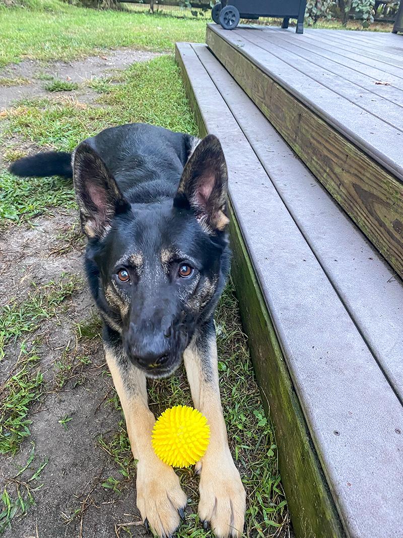Vader, a ADOPTABLE German Shepherd Dog in Millburn, NJ image 3/4