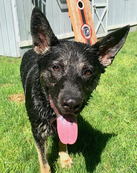 Vader, ADOPTABLE, Adult Male German Shepherd Dog.