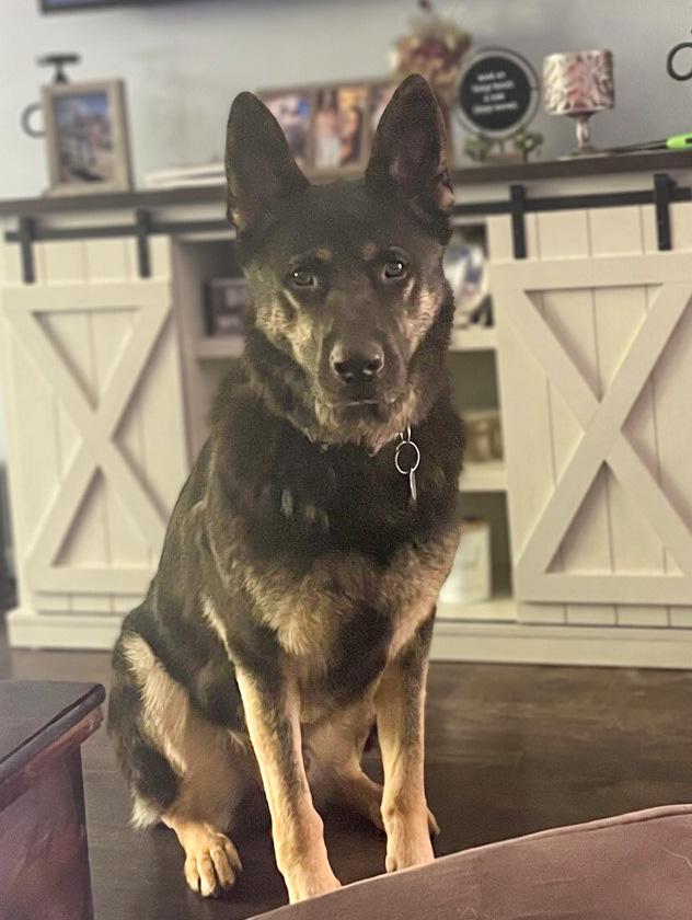 Vader, a ADOPTABLE German Shepherd Dog in Millburn, NJ image 2/4