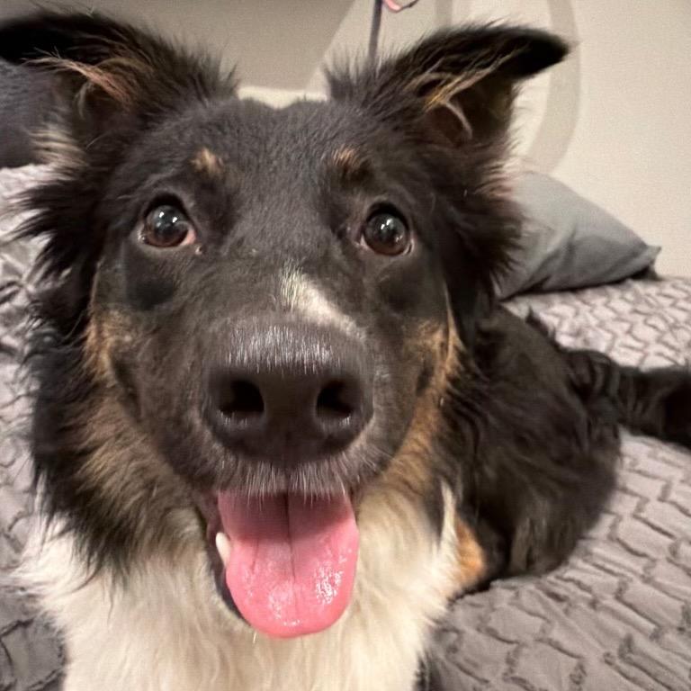 Enlarge Kozzie, a Adoptable Border Collie in Folsom, LA image 1/6