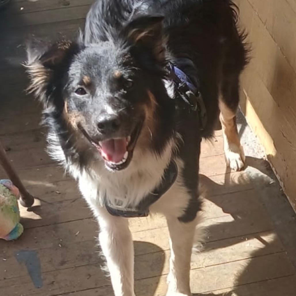 Enlarge Kozzie, a Adoptable Border Collie in Folsom, LA image 2/6