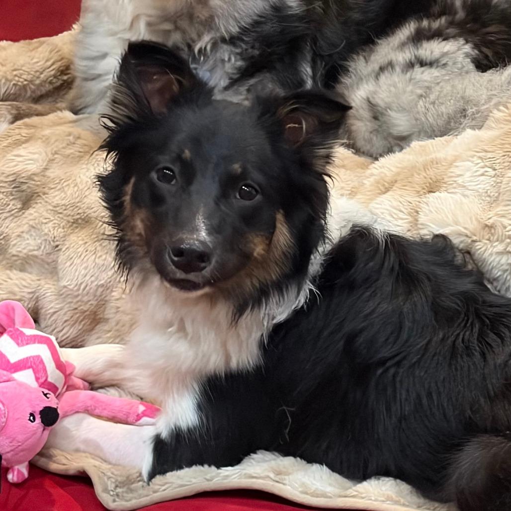 Kozzie, a Adoptable Border Collie in Folsom, LA image 3/6