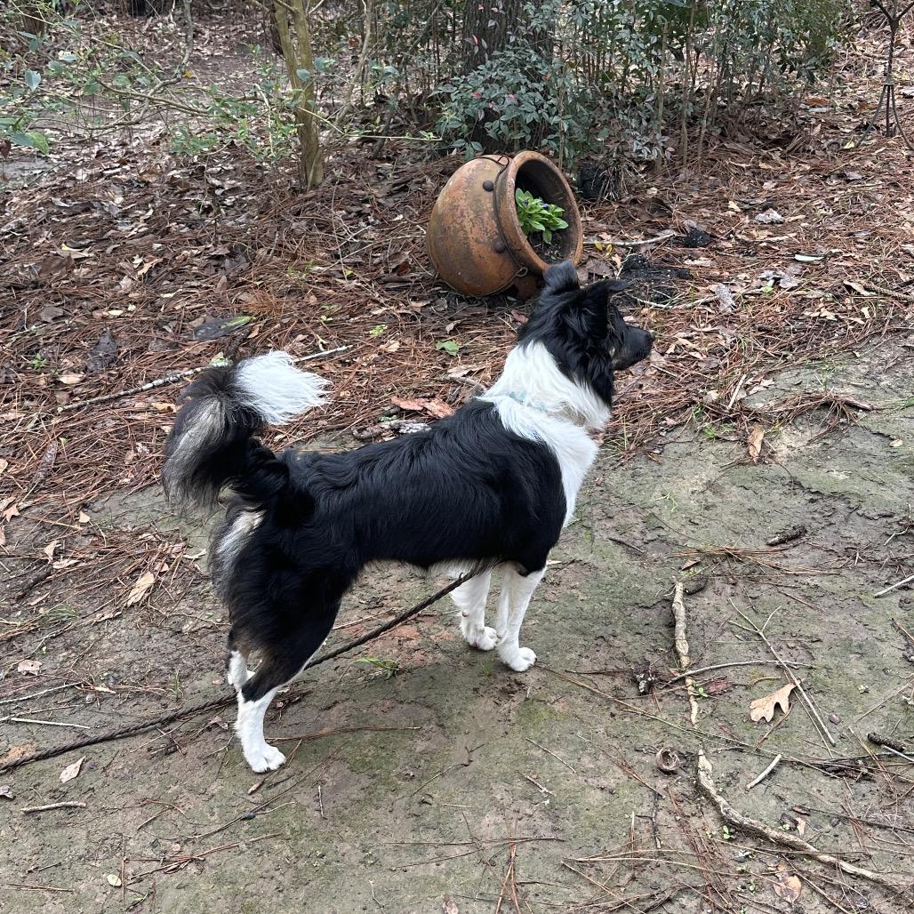 Enlarge Kozzie, a Adoptable Border Collie in Folsom, LA image 3/6