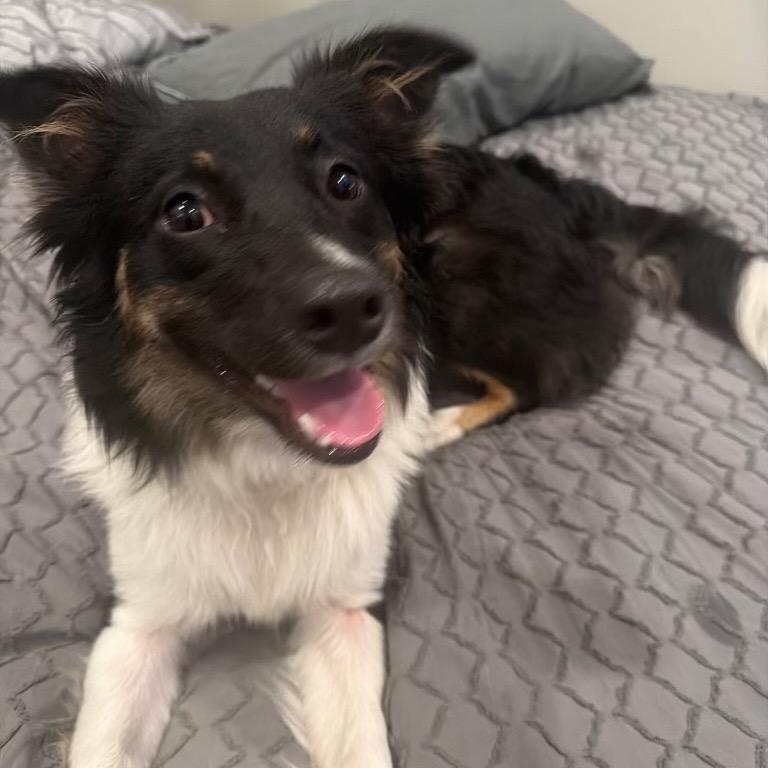 Enlarge Kozzie, a Adoptable Border Collie in Folsom, LA image 4/6