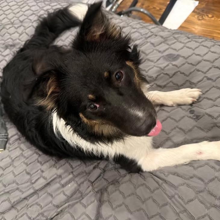 Enlarge Kozzie, a Adoptable Border Collie in Folsom, LA image 5/6