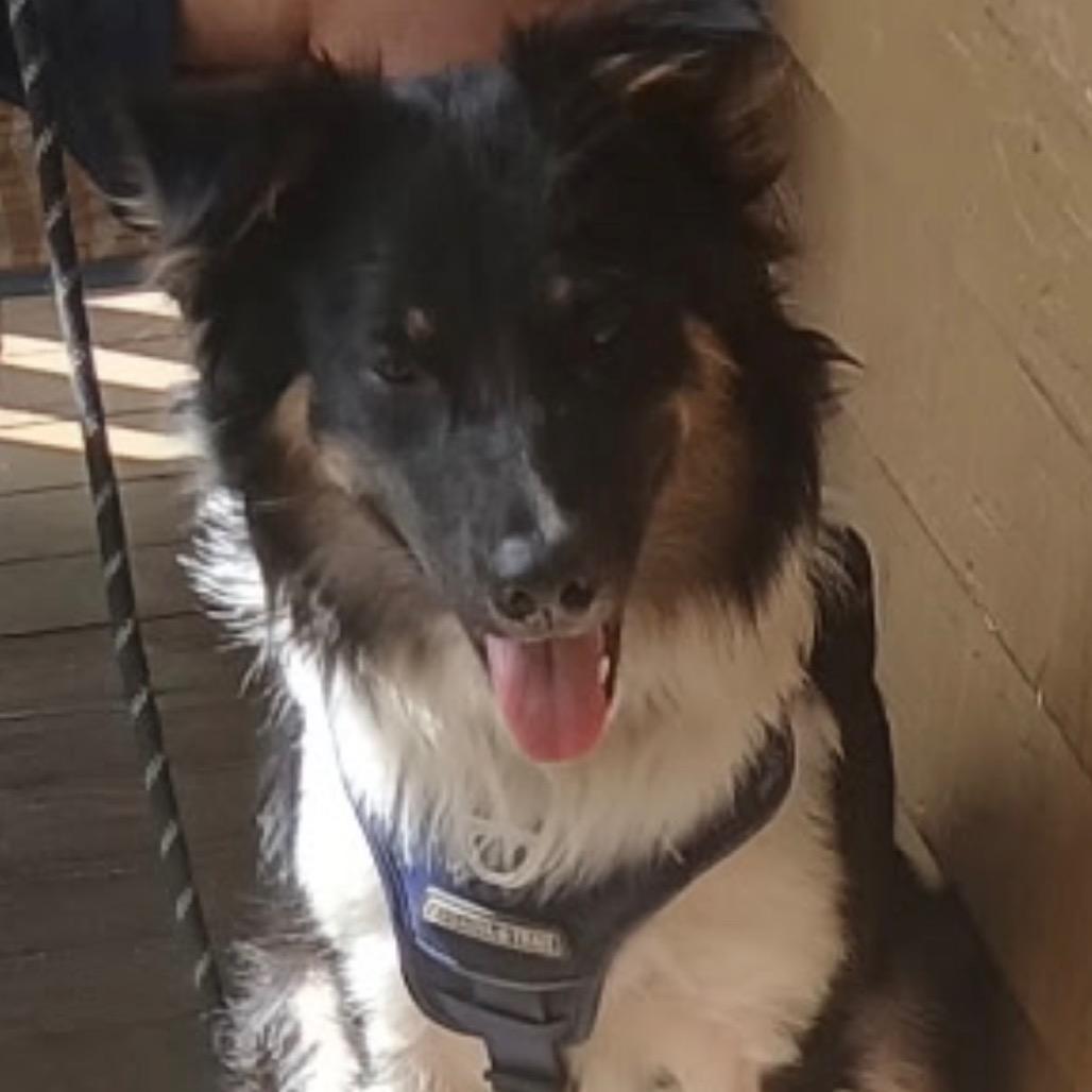Enlarge Kozzie, a Adoptable Border Collie in Folsom, LA image 6/6