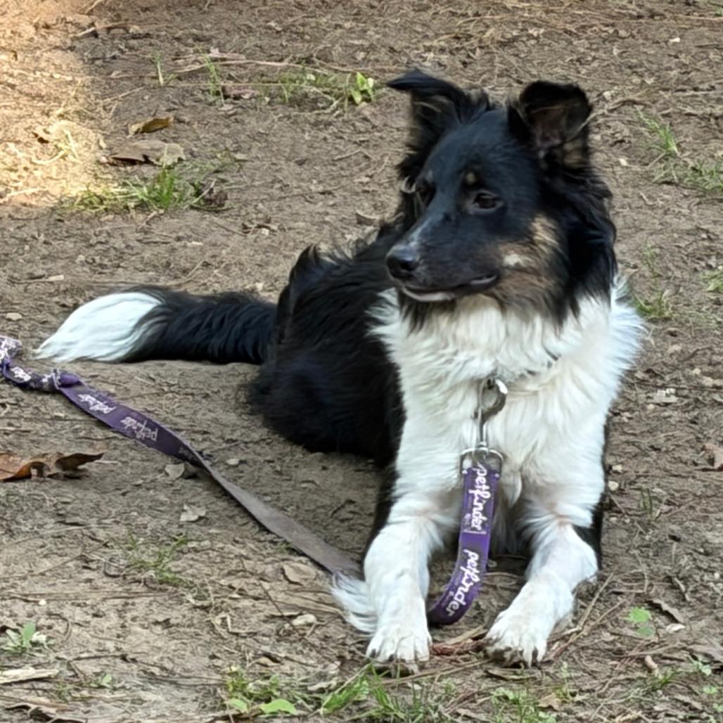 Enlarge Kozzie, a Adoptable Border Collie in Folsom, LA image 6/6