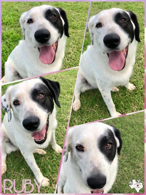 RUBY, Adoptable, Senior Female Dalmatian & Great Pyrenees.