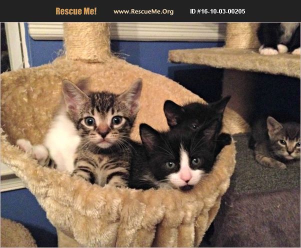 Kittens litter 1, an adopted American Shorthair & Domestic Short Hair Mix in Howell, NJ_image-1