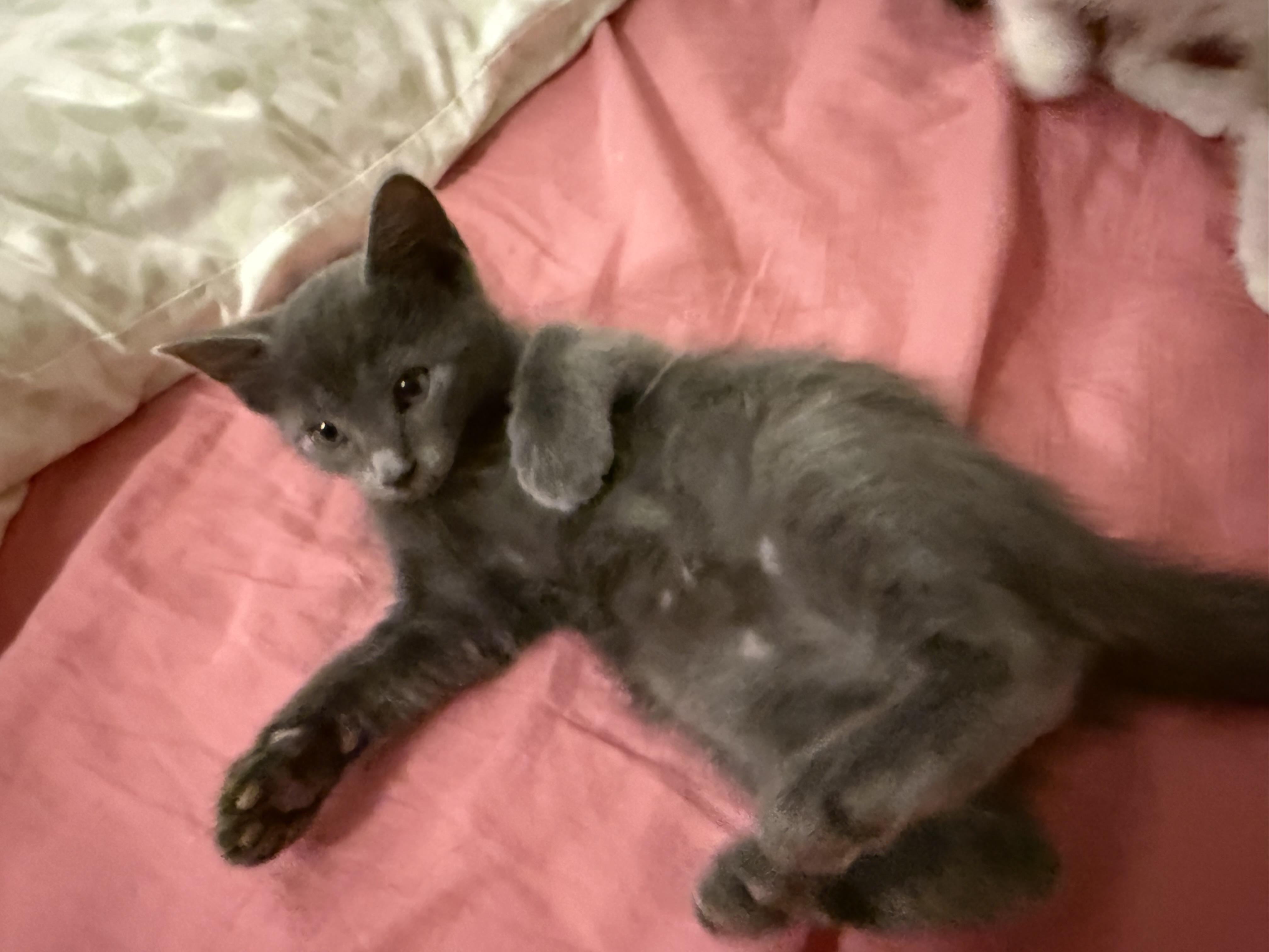 Ivan & (Teddy) PENDING ADOPTION, a ADOPTABLE Russian Blue in Wimauma, FL image 5/6