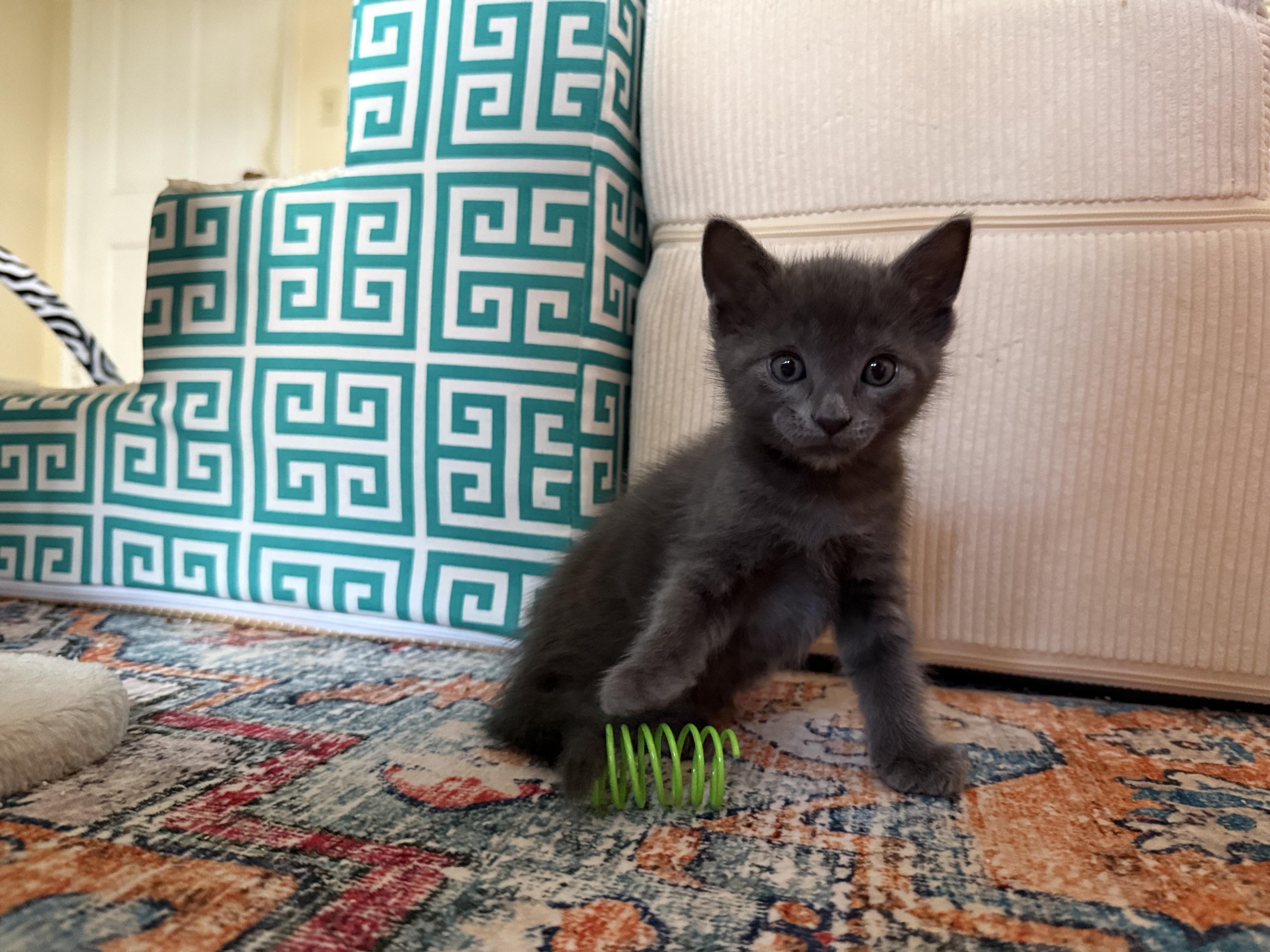 Ivan & (Teddy) PENDING ADOPTION, a ADOPTABLE Russian Blue in Wimauma, FL image 6/6