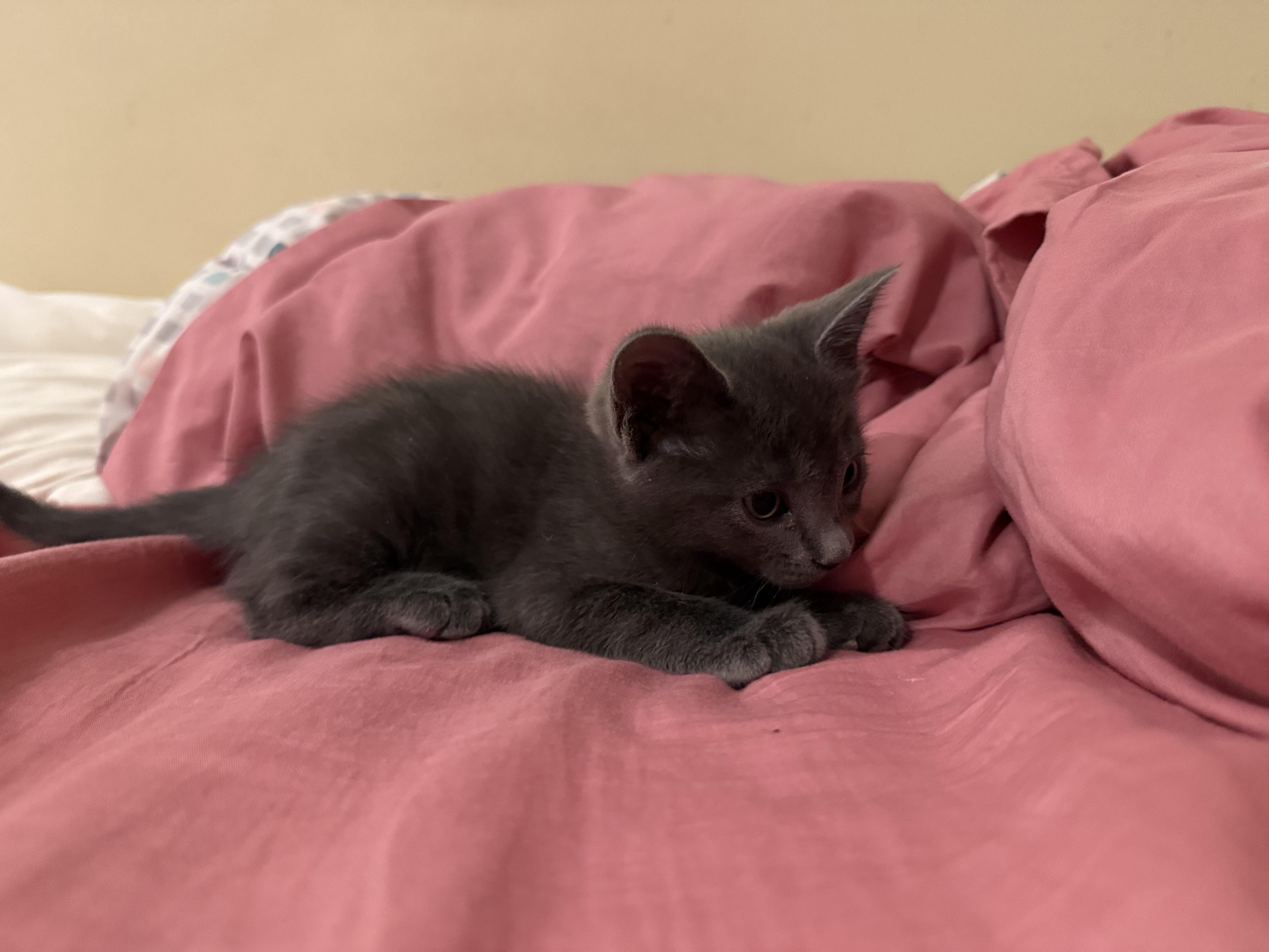 Ivan & (Teddy) PENDING ADOPTION, a ADOPTABLE Russian Blue in Wimauma, FL image 1/6