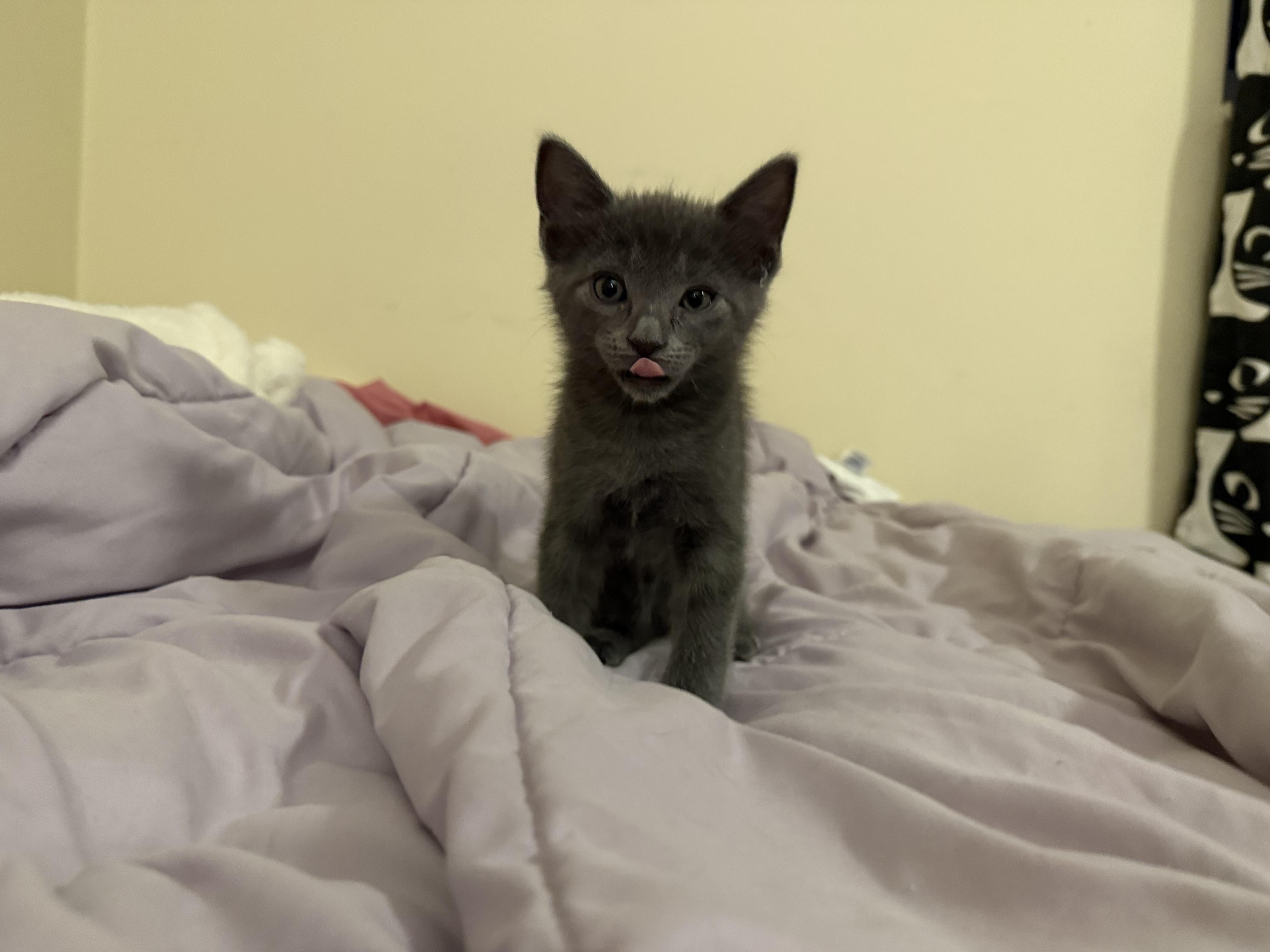 Ivan & (Teddy) PENDING ADOPTION, a ADOPTABLE Russian Blue in Wimauma, FL image 3/6
