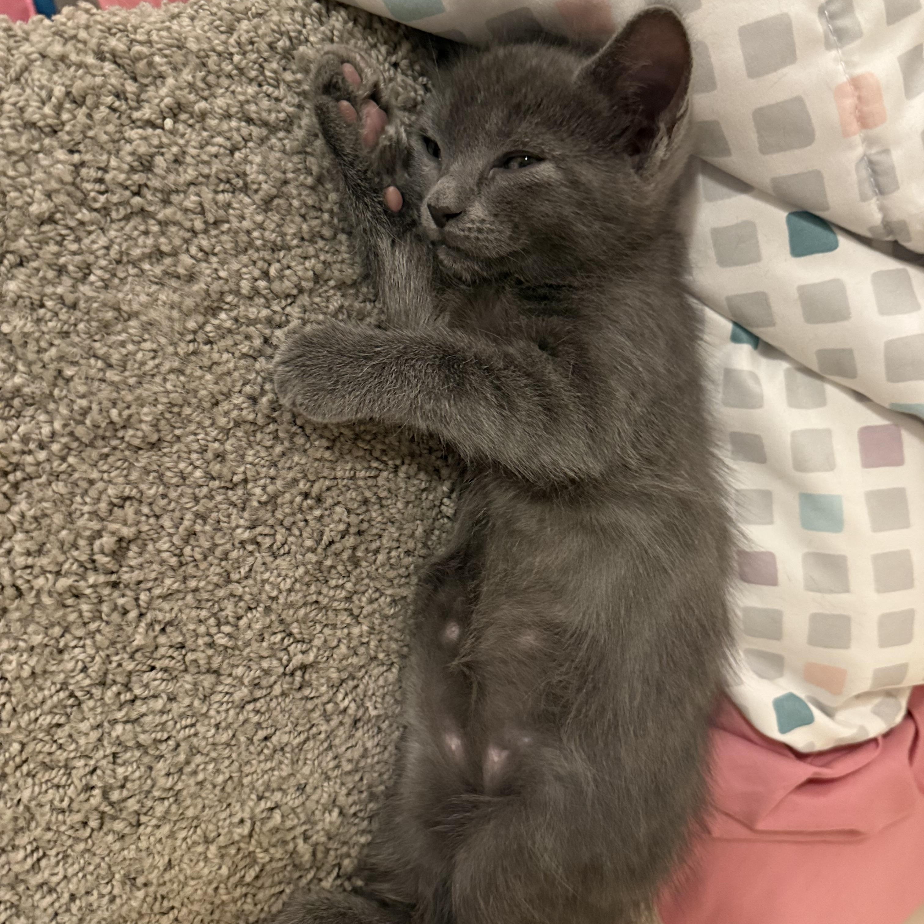 Ivan & (Teddy) PENDING ADOPTION, a ADOPTABLE Russian Blue in Wimauma, FL image 4/6