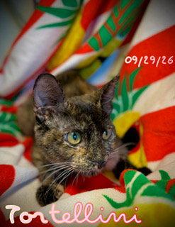 Enlarge Tortellini, a Adoptable Domestic Short Hair in Pleasanton, TX image 1/3