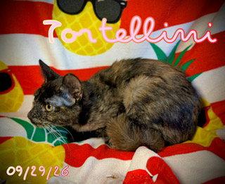 Enlarge Tortellini, a Adoptable Domestic Short Hair in Pleasanton, TX image 2/3