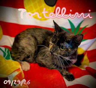 Enlarge Tortellini, a Adoptable Domestic Short Hair in Pleasanton, TX image 3/3