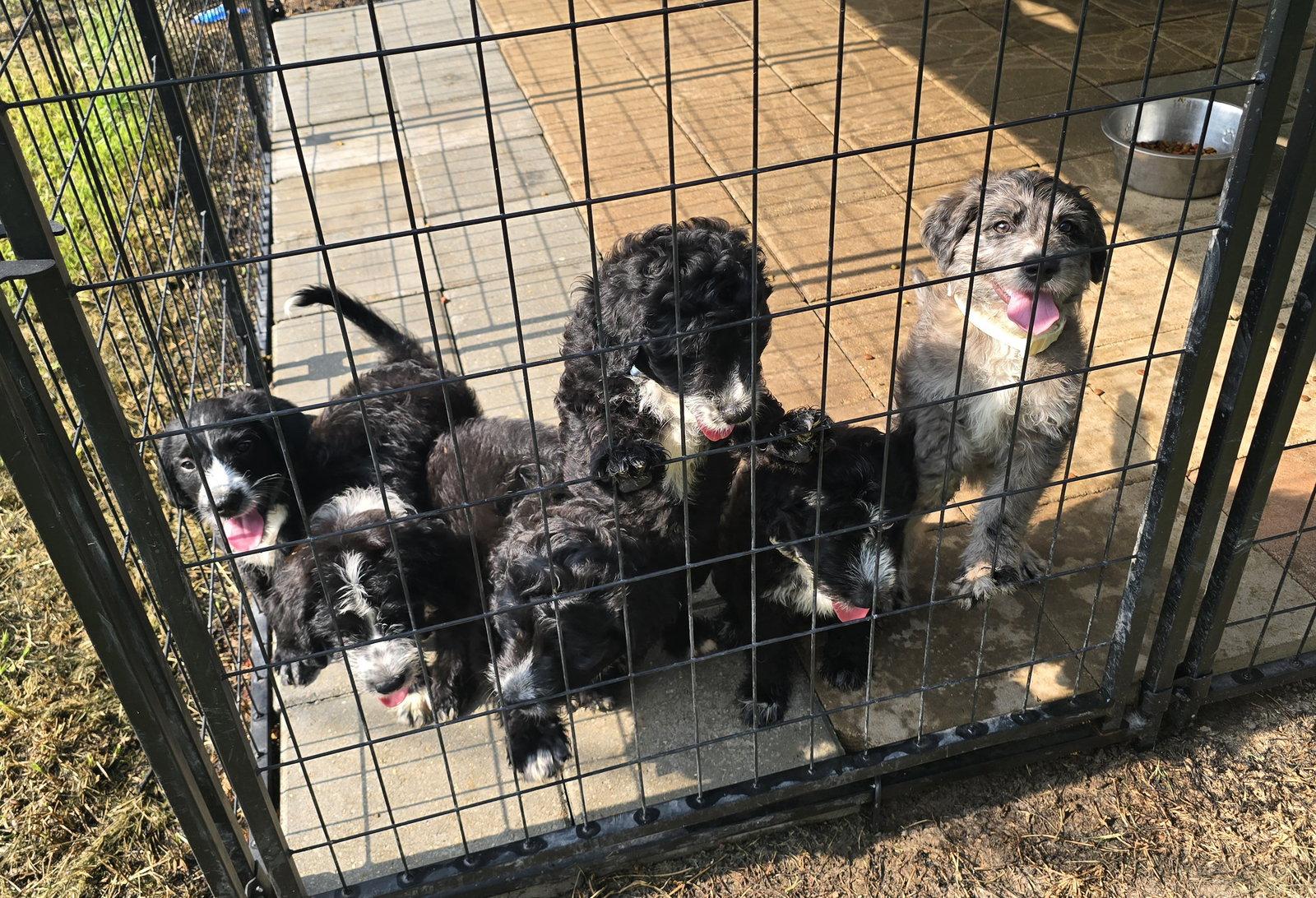 Clyde, Adopted, Puppy Male Standard Poodle.