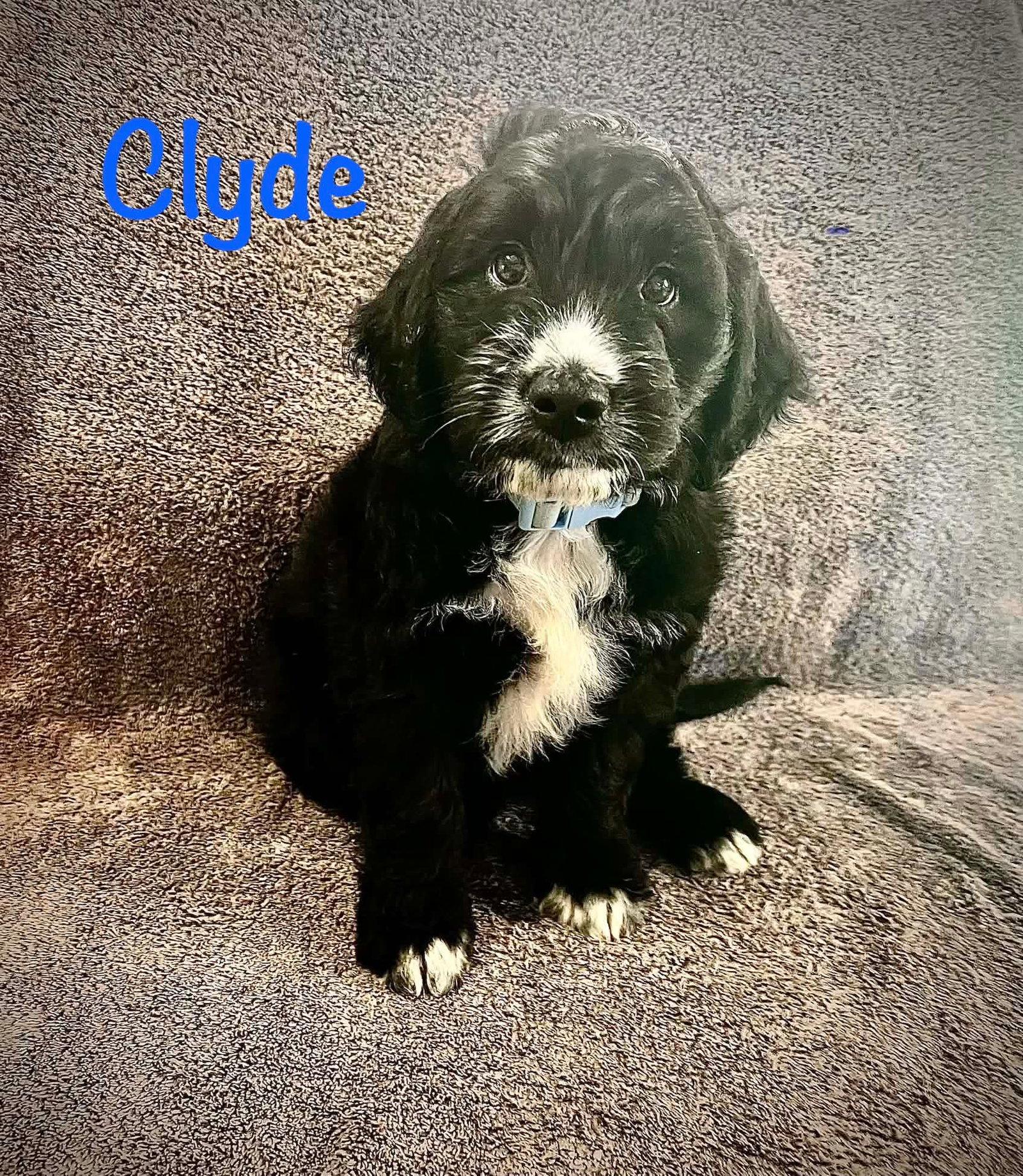 Enlarge Clyde, a Adopted Standard Poodle in Oakhurst, NJ image 2/2