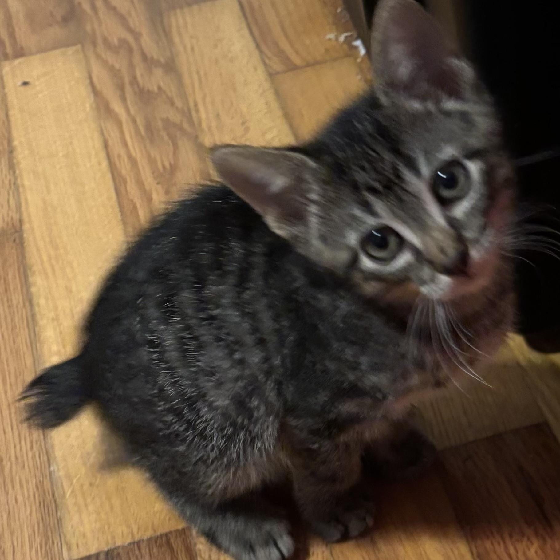 Colby Jack, ADOPTABLE, Kitten Male Domestic Short Hair.