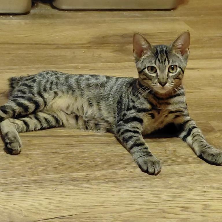 Colby Jack, ADOPTABLE, Kitten Male Domestic Short Hair.