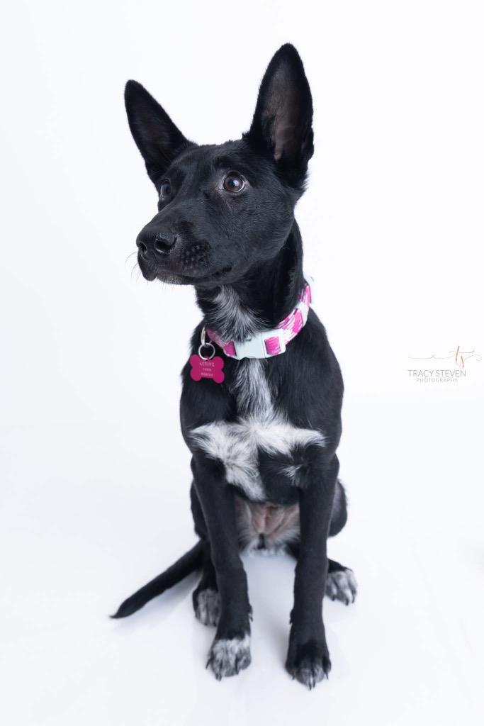 Evie May, a Adoptable mixed breed in CONROE, TX image 2/6