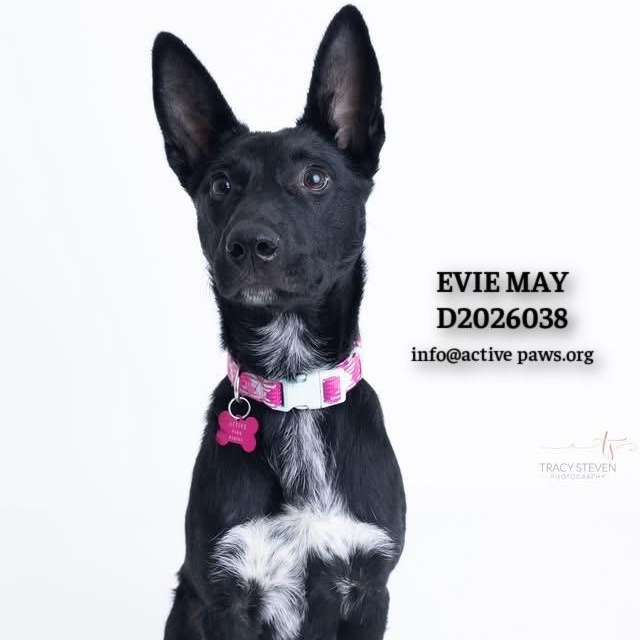 Evie May, Adoptable, Puppy Female Shepherd & Mixed Breed.