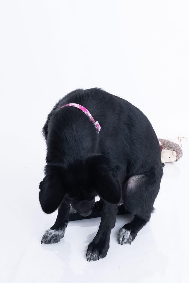 Evie May, a Adoptable mixed breed in CONROE, TX image 3/6