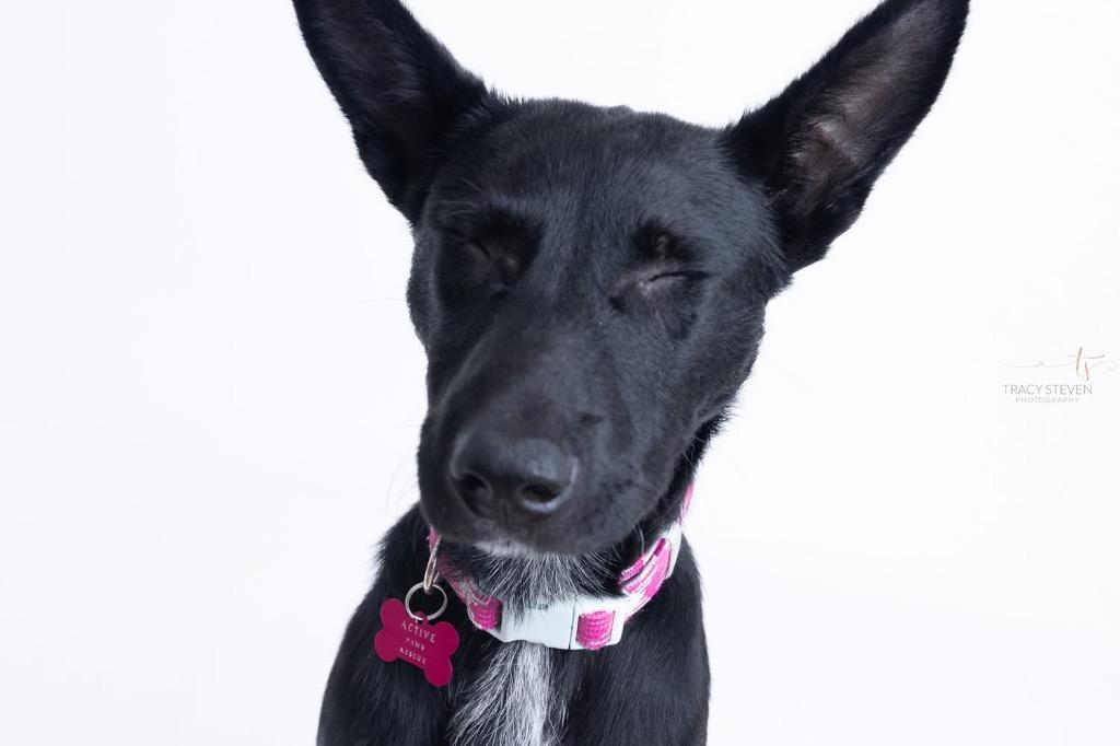 Evie May, a Adoptable mixed breed in CONROE, TX image 4/6