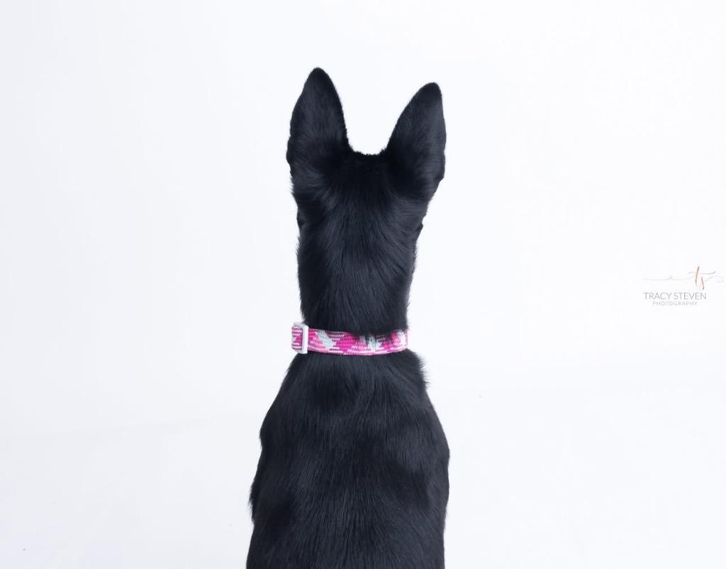 Evie May, a Adoptable mixed breed in CONROE, TX image 5/6
