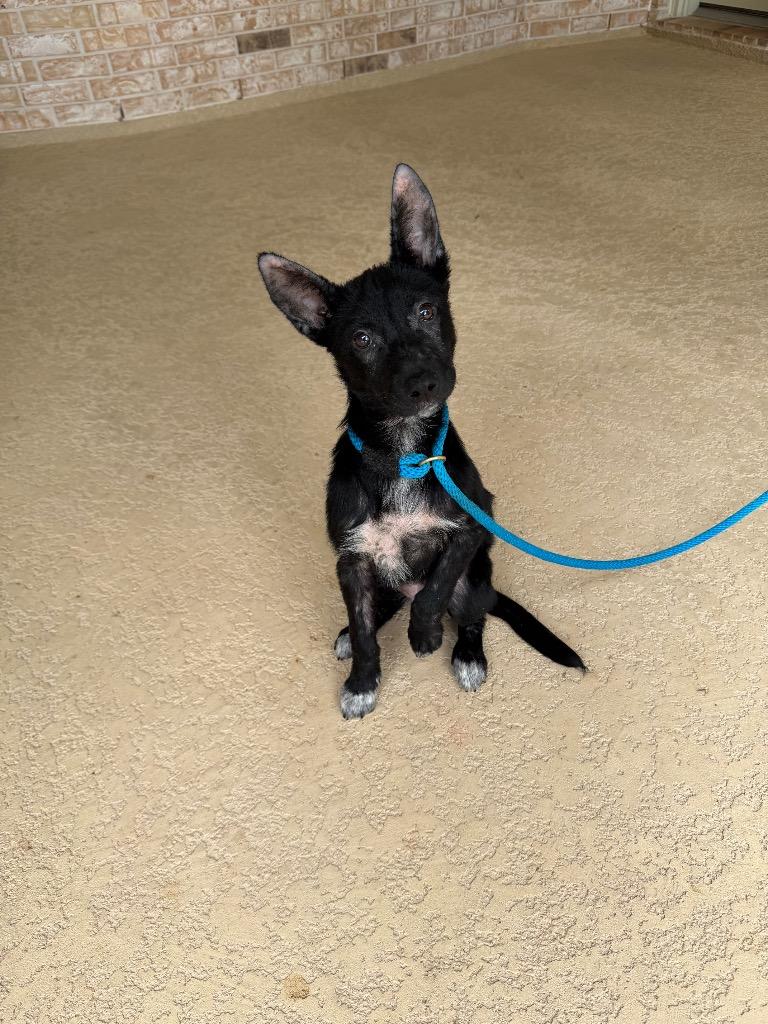 Evie May, a Adoptable mixed breed in CONROE, TX image 6/6