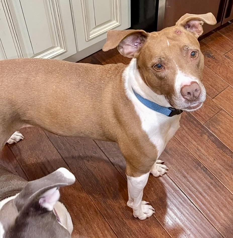 Rose, Adopted, Adult Female Mixed Breed.