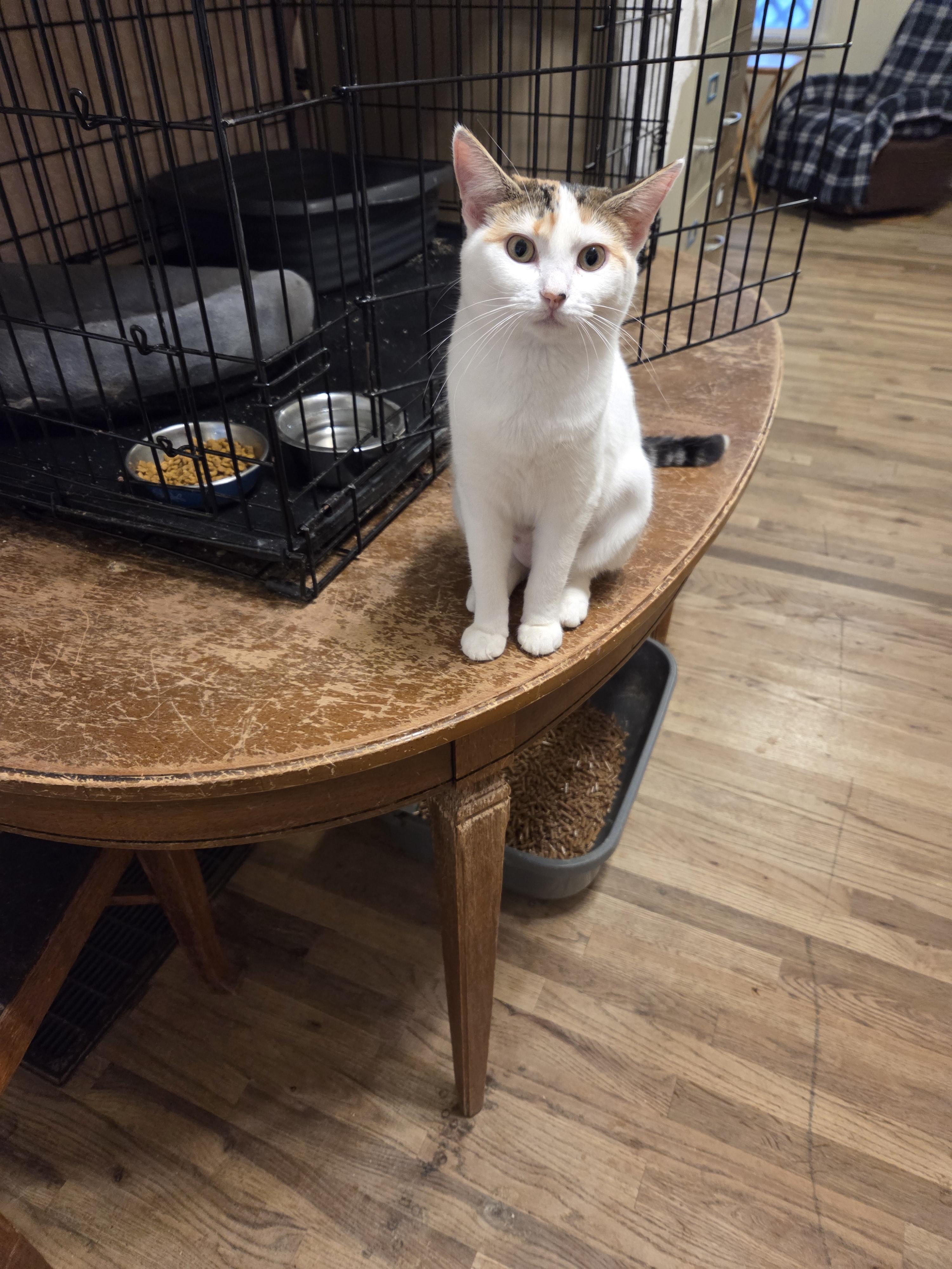 Lily White Calla, Adopted, Young Female Domestic Short Hair.