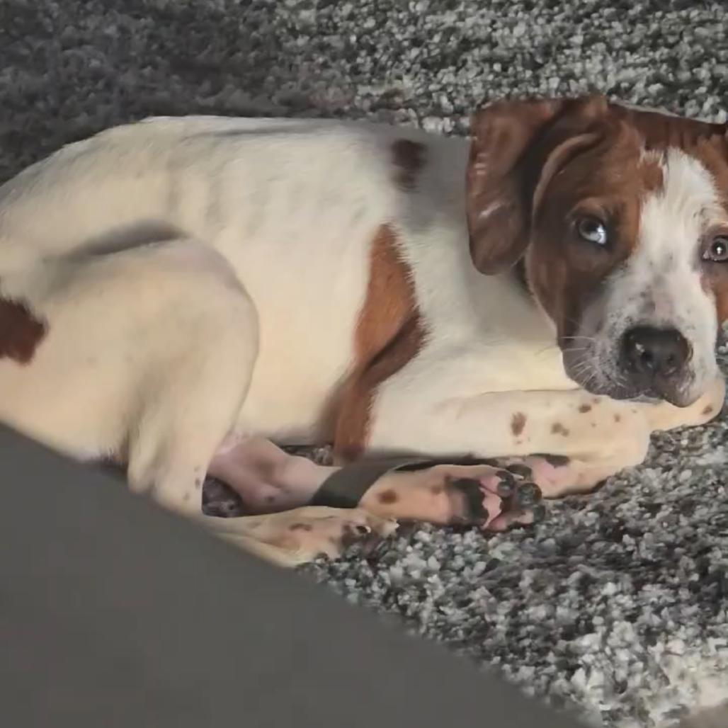 Bo Bo — thumbnail 2