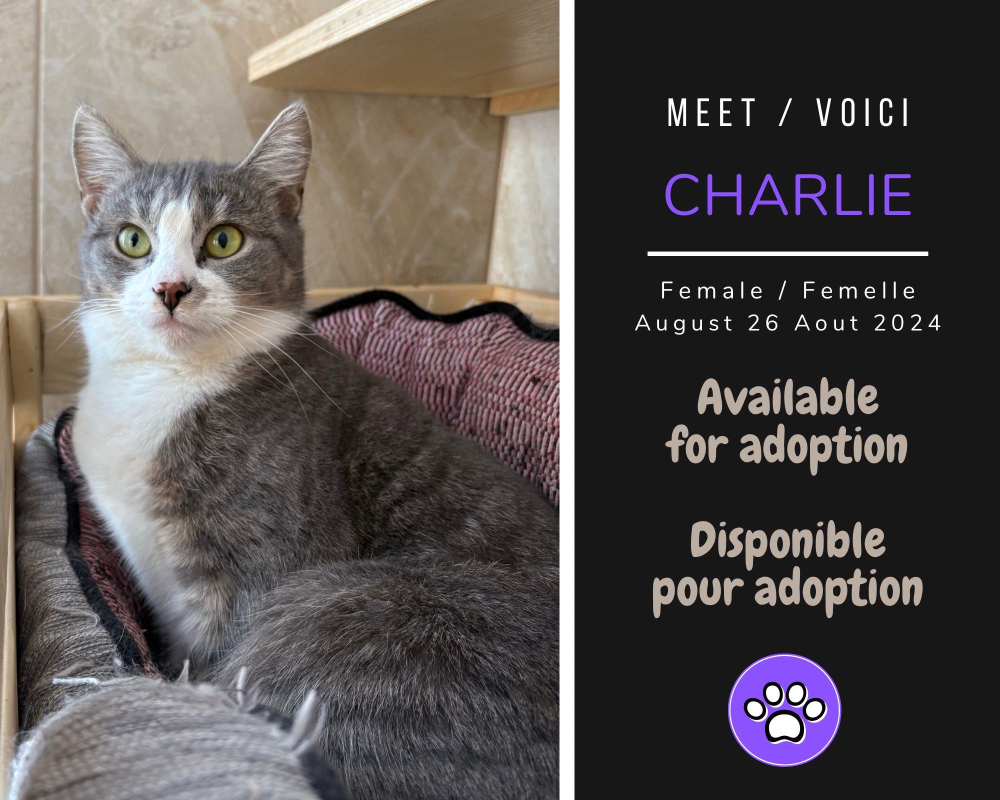 Charlie, ADOPTABLE, Adult Female Domestic Short Hair.