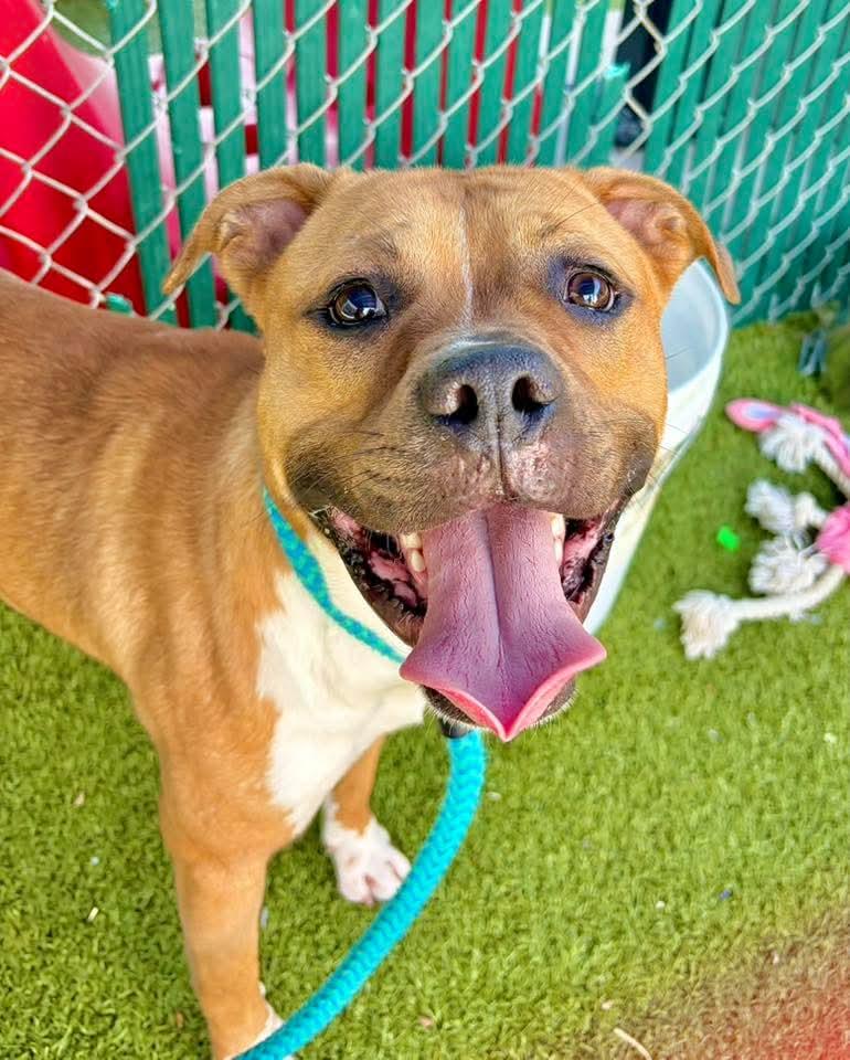Gummy Worm, Adoptable, Adult Male Boxer & Pit Bull Terrier.