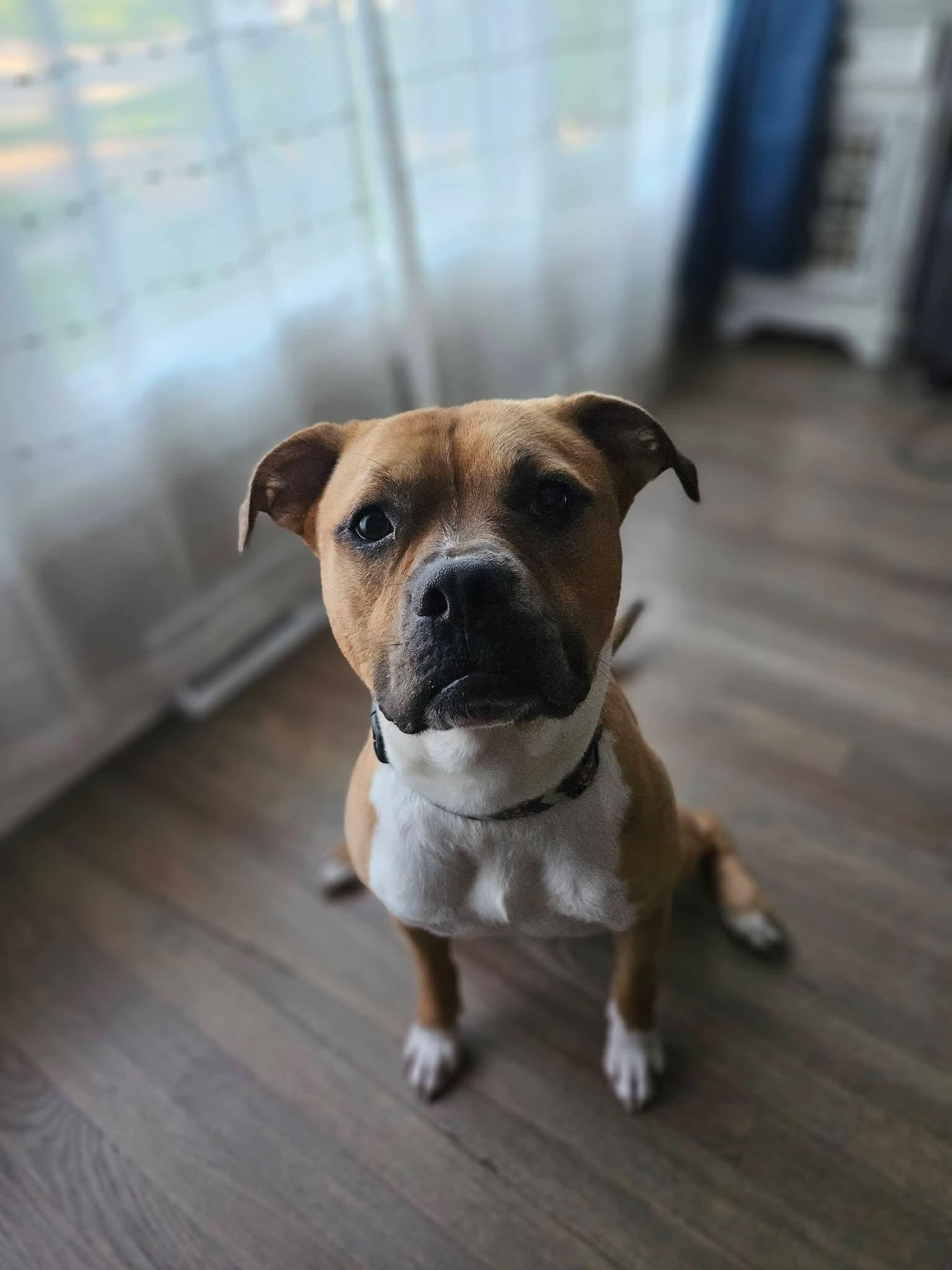 Enlarge Gummy Worm, a Adoptable mixed breed in St. Louis, MO image 2/3
