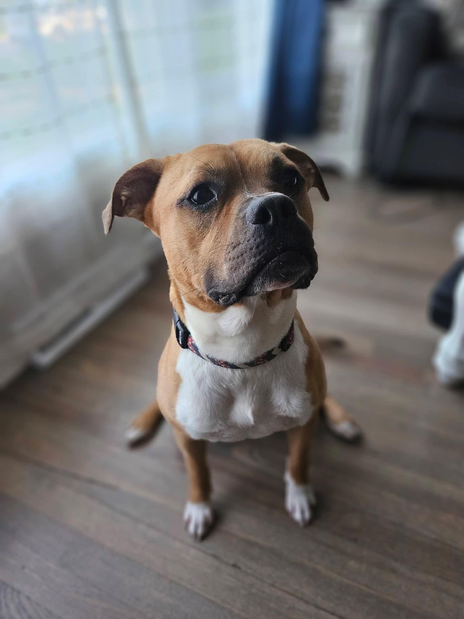 Enlarge Gummy Worm, a Adoptable mixed breed in St. Louis, MO image 3/3