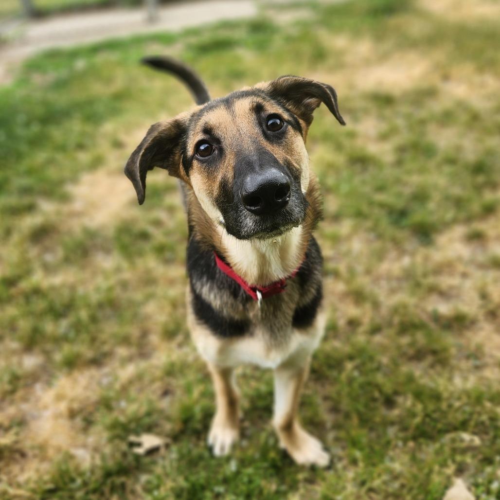 Enlarge Arlo, an adopted mixed breed in Fenton, MI image 1/2